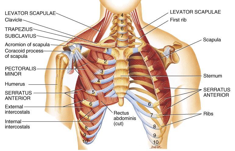 STABILIZING THE PECTORAL GIRDLE o Anterior thoracic muscles: Subclavius extends from 1st rib to clavicle