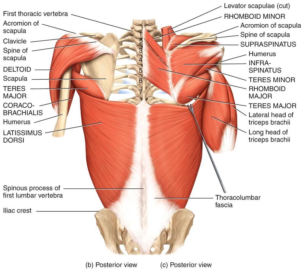 STABILIZING THE PECTORAL GIRDLE o Posterior thoracic muscle Trapezius extends from skull & vertebrae to clavicle & scapula
