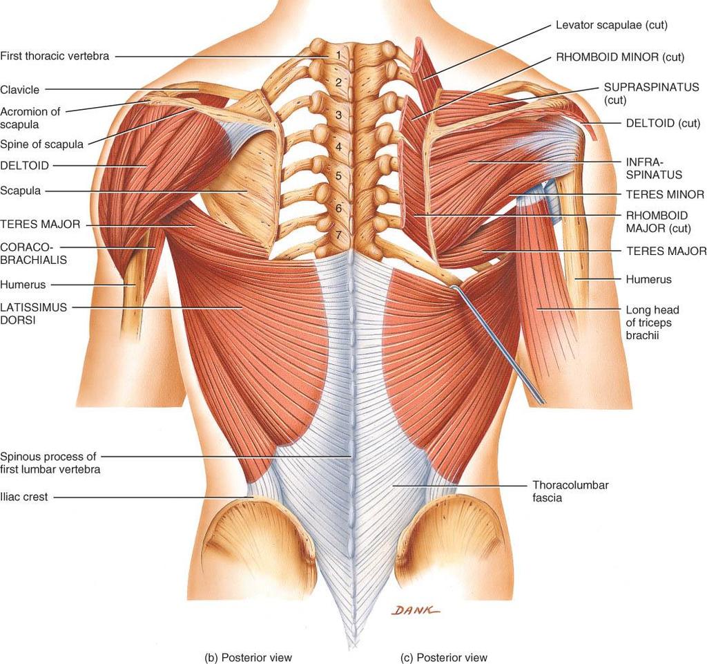 MUSCLES THAT MOVE THE ARM o Pectoralis major o