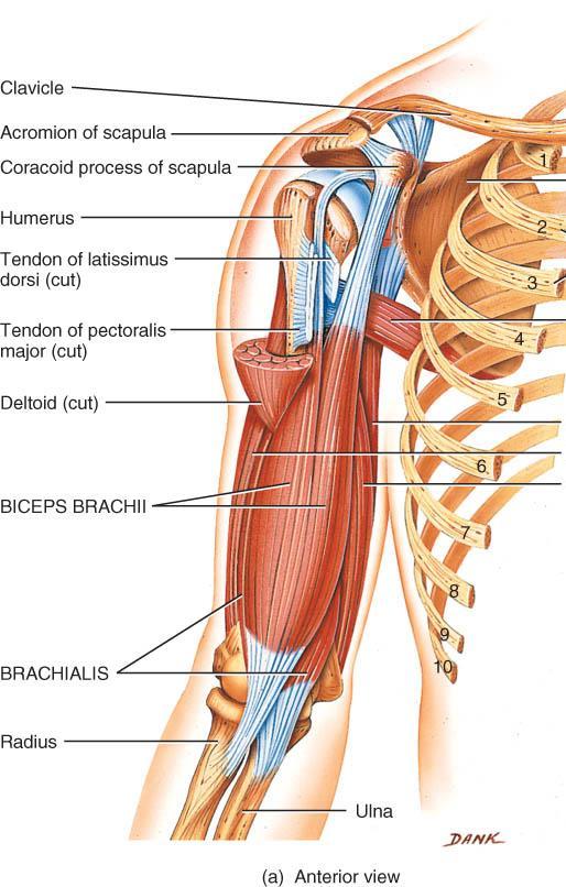 FLEXORS OF THE FOREARM (ELBOW) o Cross anterior surface of elbow joint & form flexor muscle compartment o Biceps brachii scapula to radial