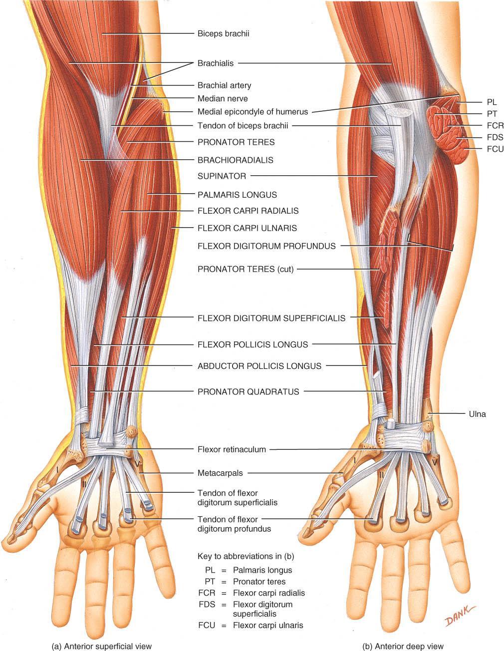 MUSCLE THAT PRONATE & FLEX o Pronator teres medial epicondyle to radius so contraction turns palm of hand down