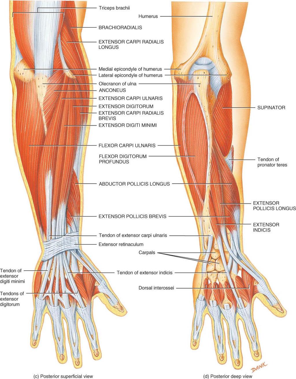 MUSCLES THAT SUPINATE & EXTEND o Supinator lateral epicondyle of humerus to radius supinates hand o