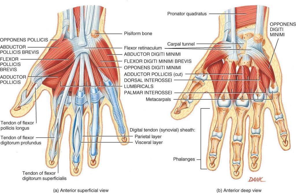 FLEXOR RETINACULUM o Tough connective tissue band that helps hold tendons in place o Extensor & Flexor retinaculum cross wrist region
