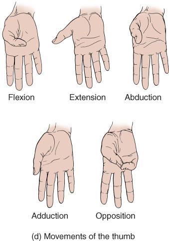 INTRINSIC MUSCLES OF THE HAND o Origins & insertions are within the hand o Help move the digits o Thenar muscles