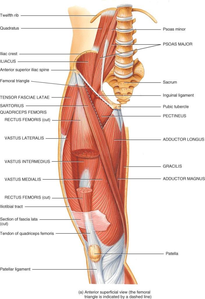 MUSCLES CROSSING THE HIP JOINT o Iliopsoas flexes hip joint arises lumbar vertebrae & ilium inserts on lesser trochanter o Quadriceps femoris has 4 heads Rectus femoris crosses hip 3 heads arise from