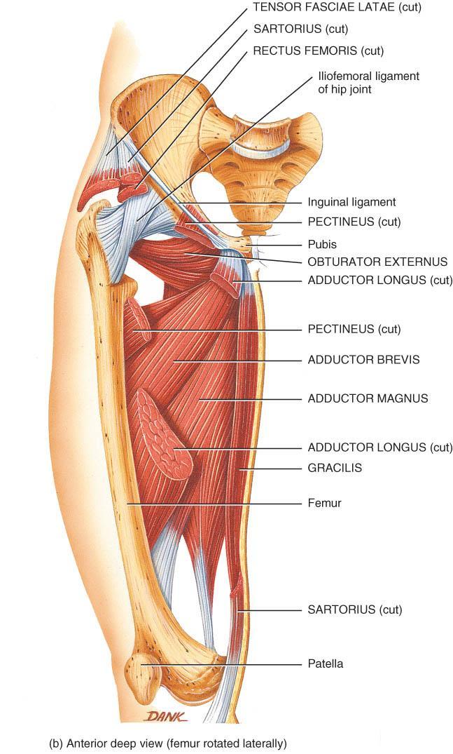 ADDUCTOR MUSCLES OF THE THIGH o Adductor group of muscle extends from pelvis to linea aspera on