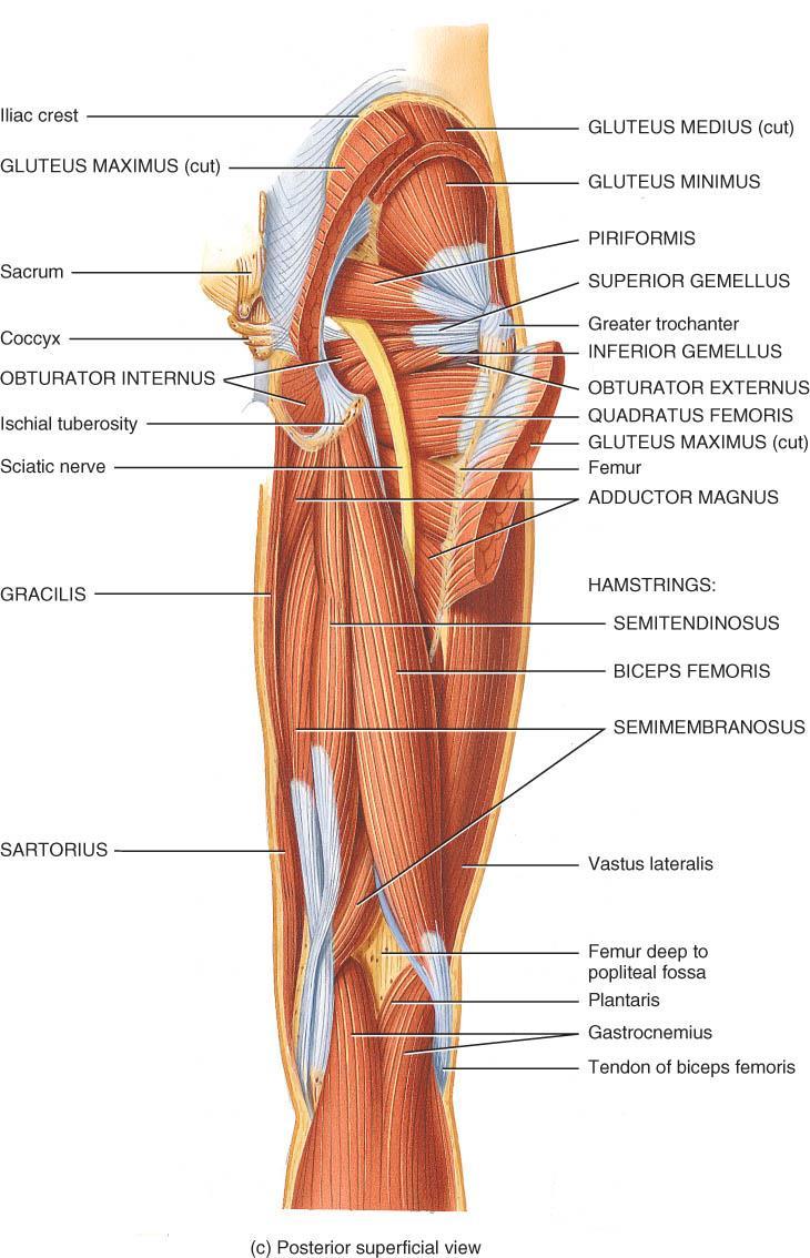 MUSCLES OF THE HIP & THIGH o o o Gluteus muscles maximus, medius & minimus maximus extends hip medius & minimus abduct Deeper muscles laterally rotate femur Hamstring