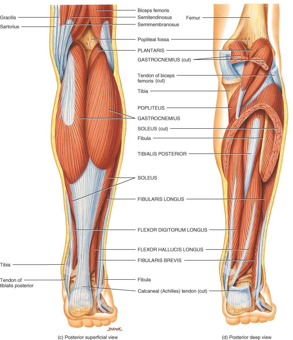 MUSCLES OF THE CALF (POSTERIOR LEG) o 3 muscles insert onto calcaneus gastrocnemius arises femur flexes knee and ankle plantaris & soleus arise from leg flexes ankle o