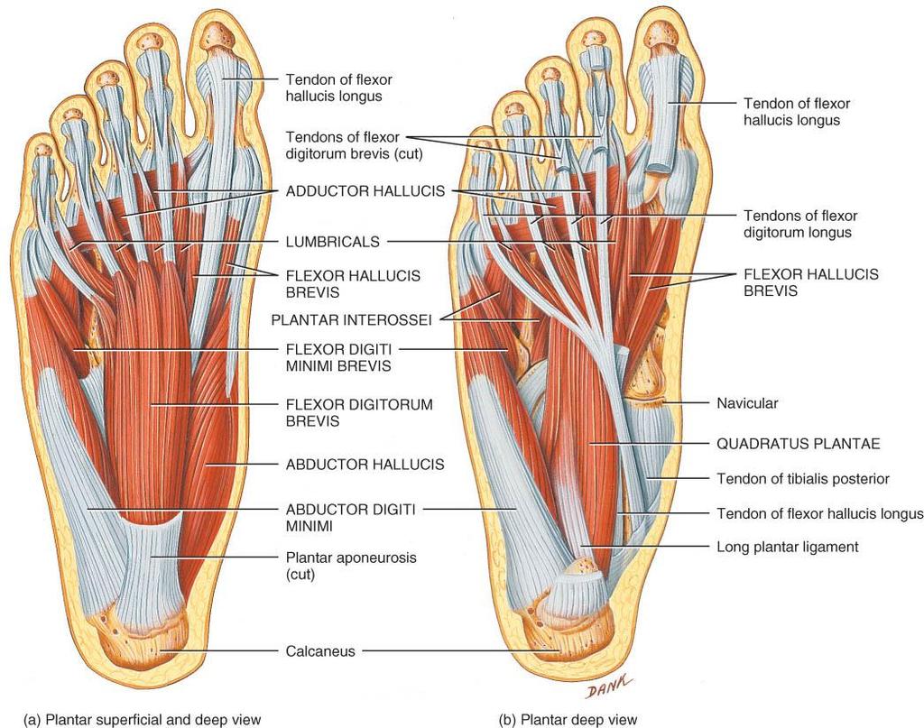 MUSCLES OF THE PLANTAR FOOT o Intrinsic muscles arise & insert in foot o 4 layers of muscles get shorter as go into deeper layers o Flex, adduct & abduct toes o Digiti minimi