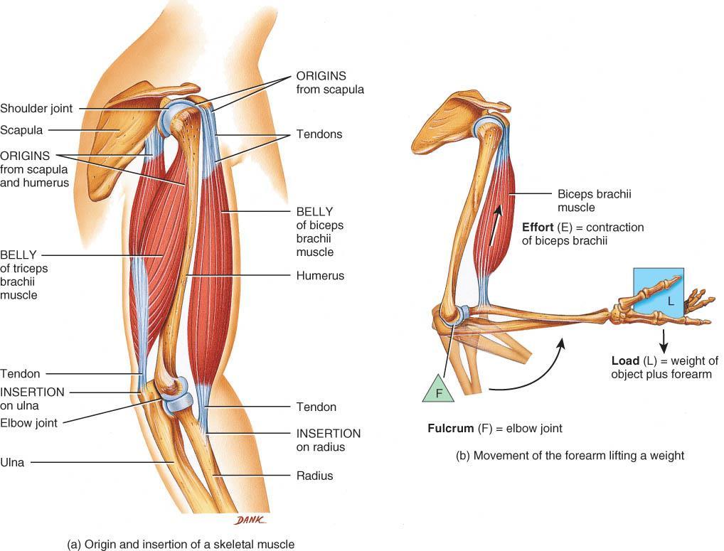 RELATING MUSCLE ATTACHMENT SITES TO MOVEMENT