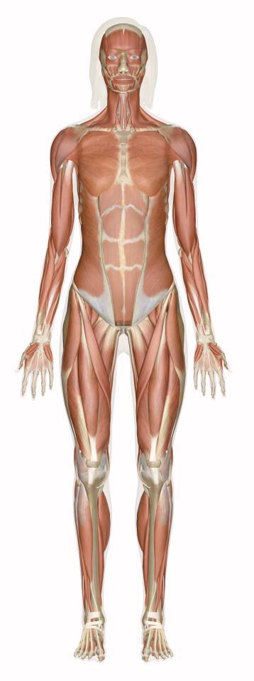 MUSCULAR SYSTEM The voluntarily controlled muscles of the body make up the muscular system.
