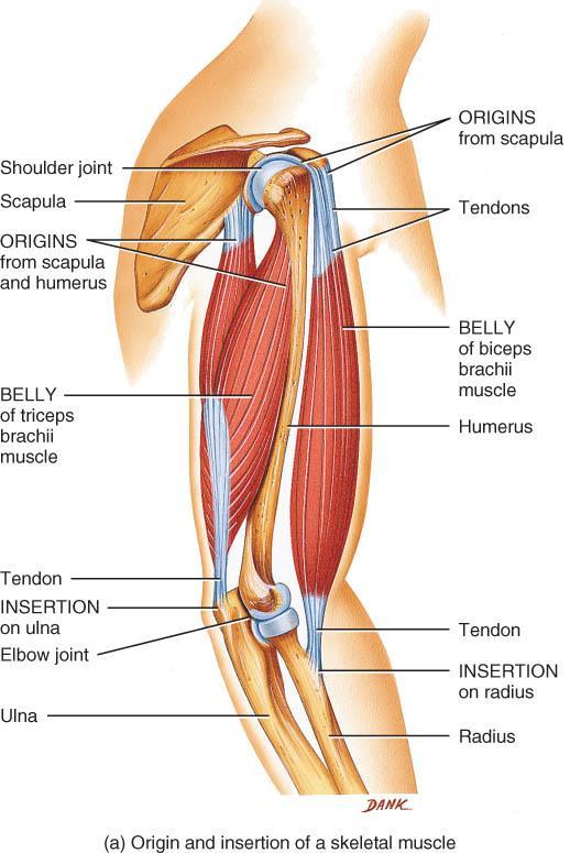 MUSCLE ATTACHMENT SITES: ORIGIN AND INSERTION o Skeletal muscles shorten & pull on the bones they are attached to o Origin: the bone that does not move