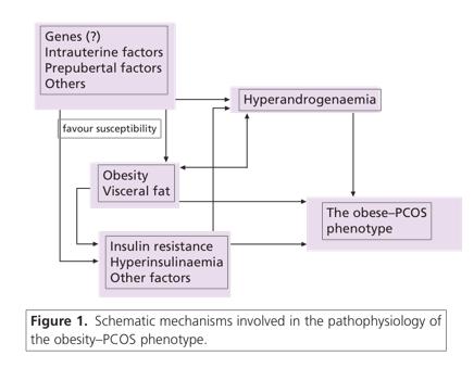 Obesity and PCOS From: Pasquali R et all: BJOG