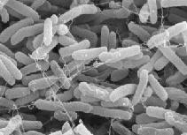 Our Gut is home to approximately 2 10 14 bacteria,