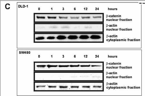 β-cat 5-ASA β-cat (active) Wnt signalling Translocation of β- catenin is crucial for oncogenic Wnt