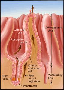 In the intestine, efficient replacement of a monolayer of cells, before wear