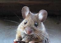 Examples of Risk Unintended Consequences of Genetic Engineering Australian researchers genetically altered mousepox, an infectious virus that affects mice, to induce sterility in the mice.