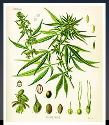 Marijuana Marijuana is a Schedule 1 drug and is thus illegal for CMV drivers in interstate commerce What if intrastate?