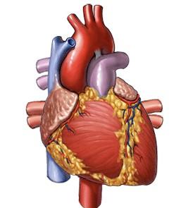 Name: Period: CIRCULATORY WEBQUEST L.E. Biology (PART I: Introduction, Parts of the Heart, and Pathway of Blood) http://www.smm.org/heart/heart/steth.htm 1. Where is your heart located?