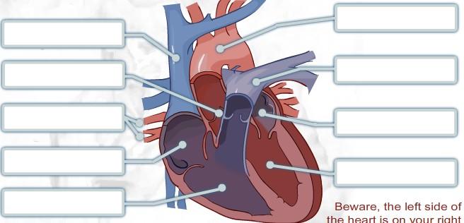 Click on "Body Basics: Heart" View the animation of blood flow through the heart and fill in the blanks below.