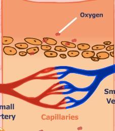 4. Which blood vessel is the site of diffusion, where oxygen is dropped off and carbon dioxide is picked up? a. artery b. capillary c. vein 5. Veins contain blood that is a. high in oxygen. b. low in oxygen.