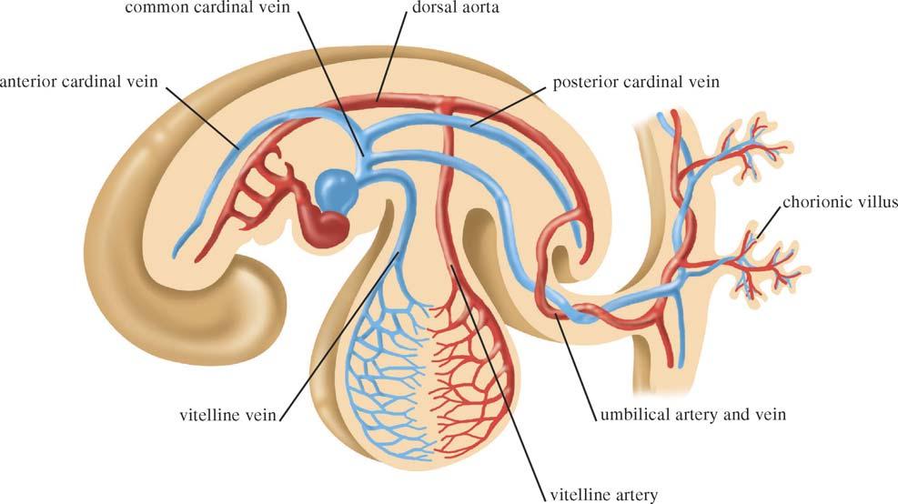 european urology supplements 5 (2006) 444 448 445 Fig. 1 Main components of the foetal venous and arterial systems at the end of the 4th week. 1. Embryology Fig.