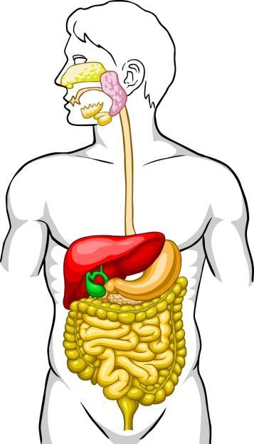 BRAIN Vagal Nerves Triggers the Parasympathetic Responses and Activates: Saliva in Mouth HCL in Stomach Pancreatic Enzymes Liver/Gall Bladder Bile for fat digestion Small