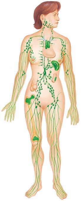 Lymphatic System Lymph, interstitial fluid, flows through the lymph nodes where toxins are filtered out.