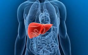 Liver and Detoxification 1.