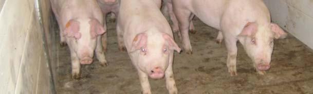 grower-finisher pigs on growth