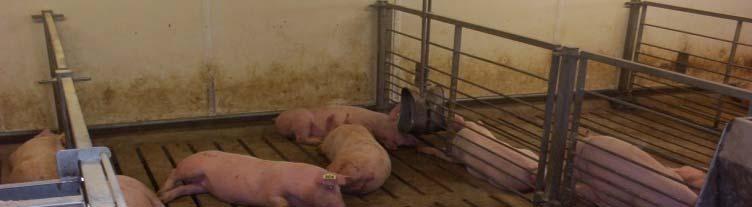 Animals and Housing Pigs 512 crossbred pigs (256 gilts and 256 barrows) from two