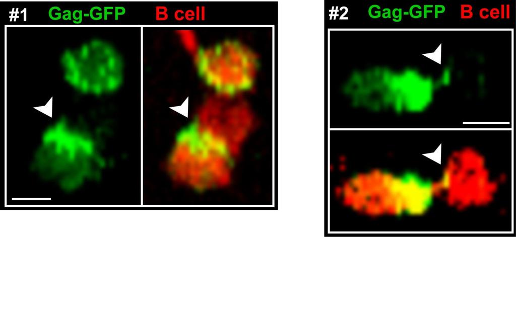 Supplementary Figure S8: In vivo detection of virological synapses between B lymphocytes.