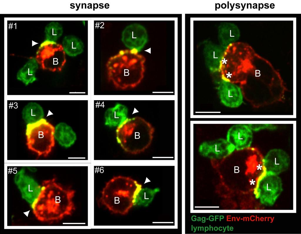Supplementary Figure S4: F-MuLV-infected B cells form virological synapses in vitro.