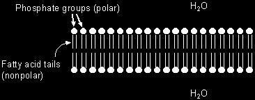 The phosphate group is polar and therefore capable of interacting with water molecules. Phospholipids spontaneously form a bilayer in a watery environment.