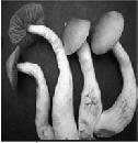 Psilocybin Mushrooms Small brown mushrooms that stain blue to the touch Illicit cultivation but also searched from countries with temperate