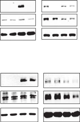 2 Overcoming -TKI Resistnce with DNAzyme wild-type mrna 3 - UCGACG C ACU ACUCG -5 5 -AGCTGC A TGA GAGC-3 G G A C T CAAC G AG CT A Gefitini EGF p CL1-5 wt PC9 d19 + + + + + + T79M mrna 3 - UCGACGUACU