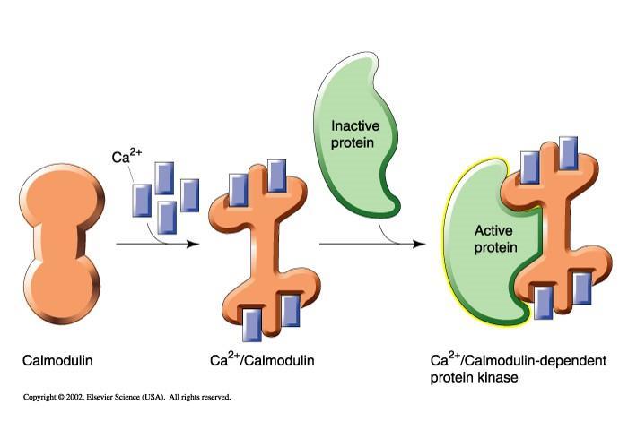 This shows the calcium calmodulin, calcium is important in cytosol it could bind with calmodulin and the calmodulin will activates different kinases, and make changes in the metabolism of the cell.