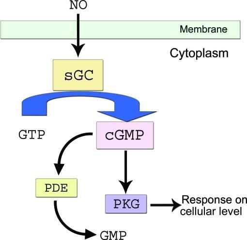 *the (cgmp) is degraded by phosphodiesterase *** KG is cgmp dependent, which induce relaxation of the smooth muscle cells that leads to reduce the cell surface of the blood vessel.