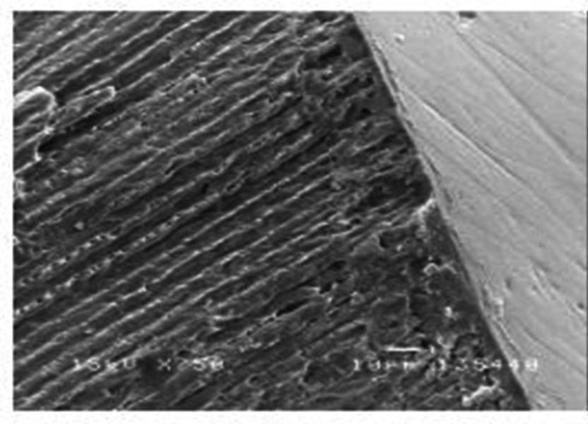 Micrograph of enamel window