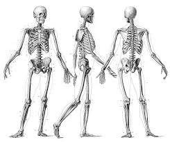 Bones are made up of a complex arrangement of inorganic minerals and a variety of tissues including bone, bone marrow, nerves, blood vessels, endothelial, and cartilage.