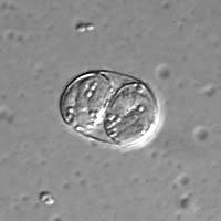 Sporulated Oocyst : : Size: 11 x 13 um in diameter. Shape: Subspherical to ellisoidal. Upon sporulation the sporont divides into two round masses called sporoblasts.