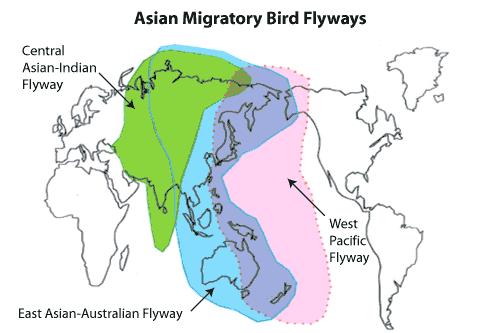 Selection of Country for AI surveillance How countries/territories were selected? 1. Recent HPAI H5N1 incidences 2. Asian Migratory birds Flyways 3.