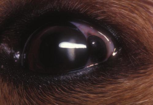 CE 21 should be in the differential diagnosis for a lightly pigmented conjunctival melanoma.