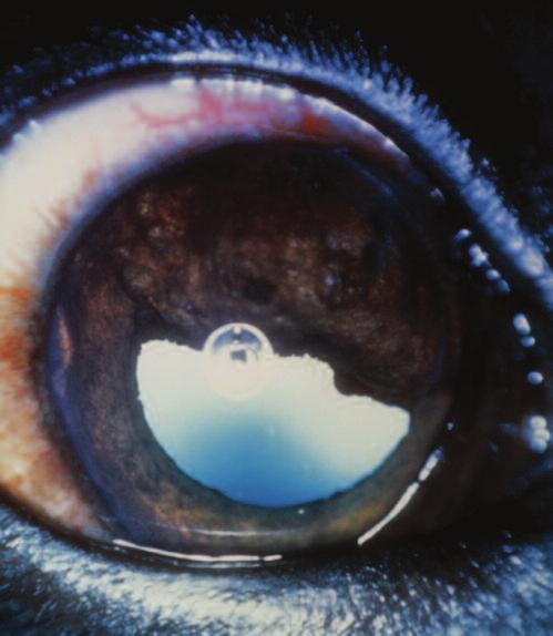 22 CE Figure 4. Canine anterior uveal melanoma originating from the superior iris stroma and distorting the pupil.