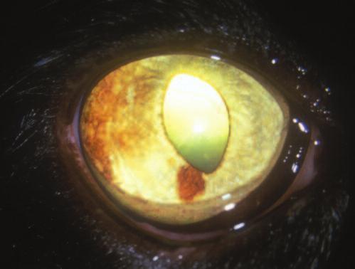24 CE Figure 6. Feline iris with multifocal areas of hyperpigmentation. Foci such as these may remain static for months to years or may begin to rapidly increase in area and/or thickness.