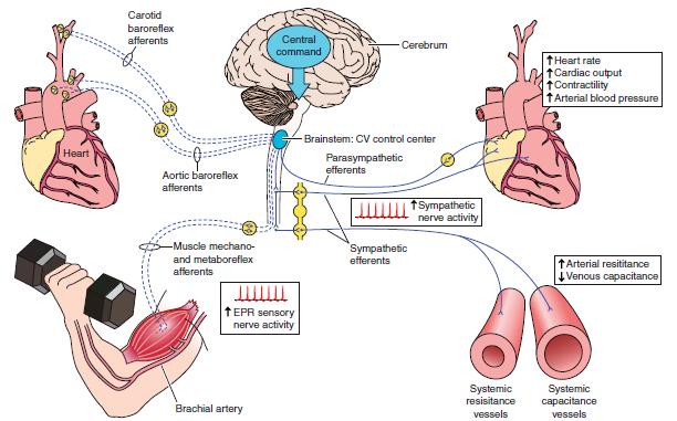 Neural Control of the