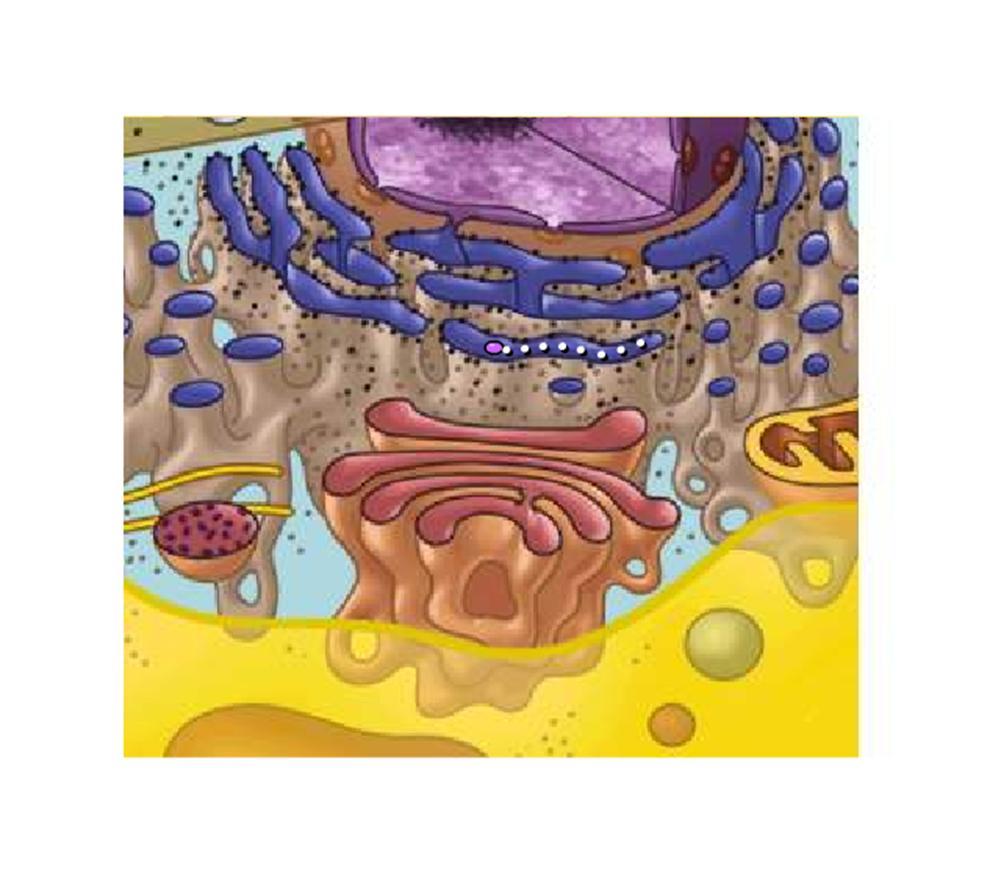 Animation: Lysosome Formation Right-click