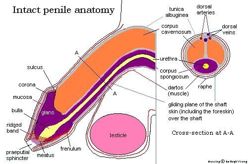 THE INTACT PENIS: NOT JUST A FLAP OF SKIN The foreskin is not a flap of skin, but a double-layered fold of skin. It is an integral part of the penile skin system.