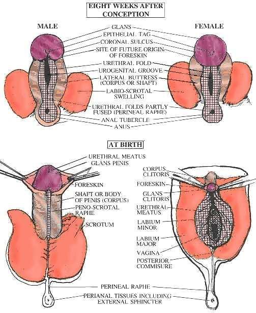 EMBRYOLOGY The glans penis in males and the clitoris in females are intended to be