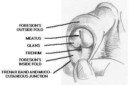 THE FRENULUM (FRENUM) The frenulum is elastic tissue that connects the foreskin to the underside of the glans and helps keep the foreskin forward over the glans.
